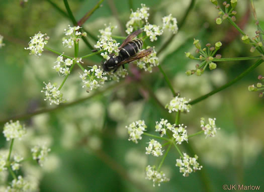 image of Ligusticum canadense, American Lovage