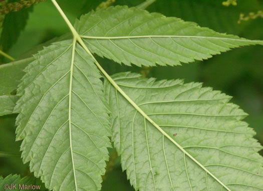 Aruncus dioicus var. dioicus, Eastern Goatsbeard, Bride's Feathers