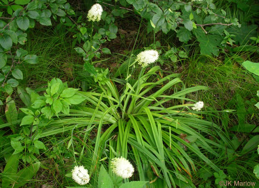 image of Amianthium muscitoxicum, Fly-poison