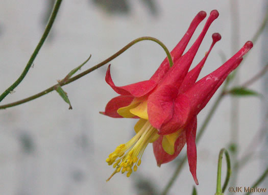 Eastern Columbine