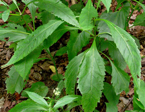 image of Eutrochium purpureum var. purpureum, Purple-node Joe-pye-weed, Sweet Joe-pye-weed