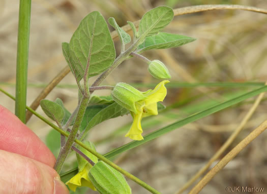 image of Physalis walteri, Dune Ground-cherry, Sand Ground-cherry, Walter's Ground-cherry