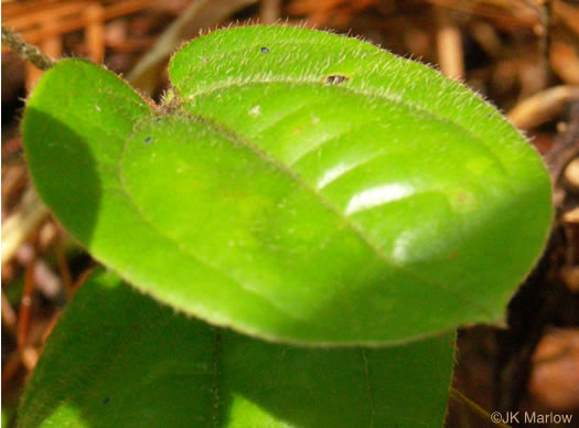 image of Smilax pumila, Dwarf Smilax, Sarsaparilla-vine