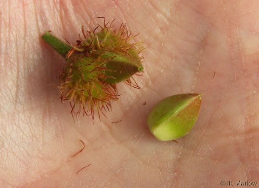 image of Fagus grandifolia +, American Beech