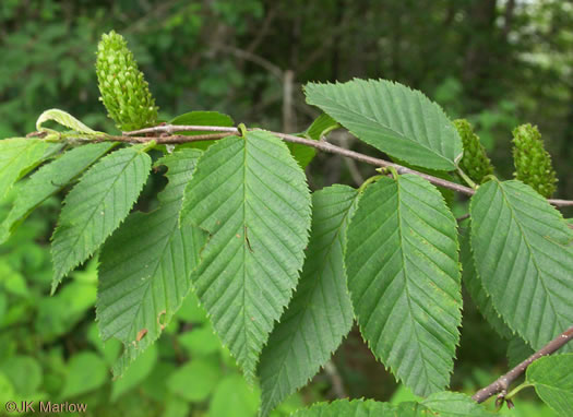 image of Betula alleghaniensis, Yellow Birch