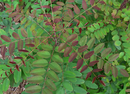 image of Amorpha glabra, Mountain Indigo-bush, Appalachian Indigo-bush, Mountain Indigo, Mountain False Indigo