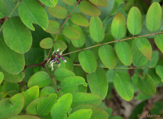 image of Amorpha glabra, Mountain Indigo-bush, Appalachian Indigo-bush, Mountain Indigo, Mountain False Indigo