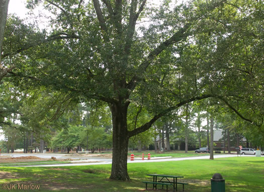 image of Quercus imbricaria, Shingle Oak