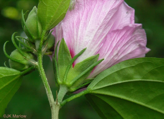 involucral bracts