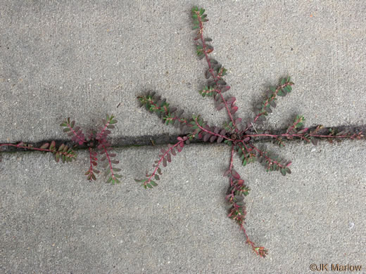 image of Euphorbia maculata, Spotted Spurge, Milk-purslane, Wartweed, Spotted Sandmat