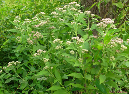 image of Pluchea camphorata, Common Camphorweed, Camphor Pluchea, Marsh Fleabane