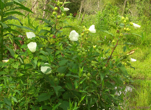 image of Hibiscus moscheutos, Swamp Rosemallow, Eastern Rosemallow, Wild Cotton