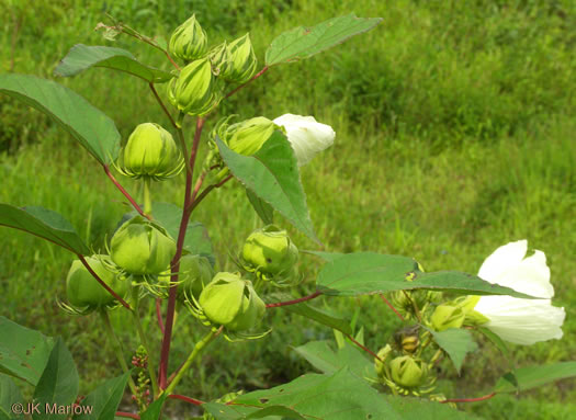 image of Hibiscus moscheutos, Swamp Rosemallow, Eastern Rosemallow, Wild Cotton