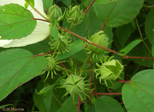 image of Hibiscus moscheutos, Swamp Rosemallow, Eastern Rosemallow, Wild Cotton