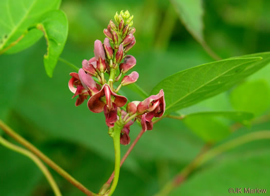 image of Apios americana, American Groundnut, Common Groundnut