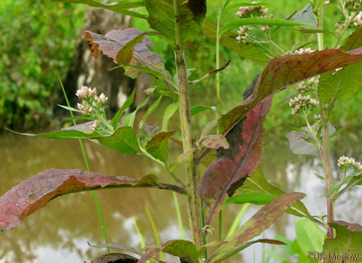 image of Pluchea camphorata, Common Camphorweed, Camphor Pluchea, Marsh Fleabane