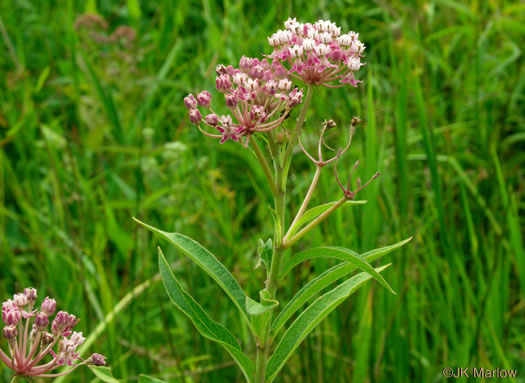 image of Asclepias incarnata var. pulchra, Eastern Swamp Milkweed