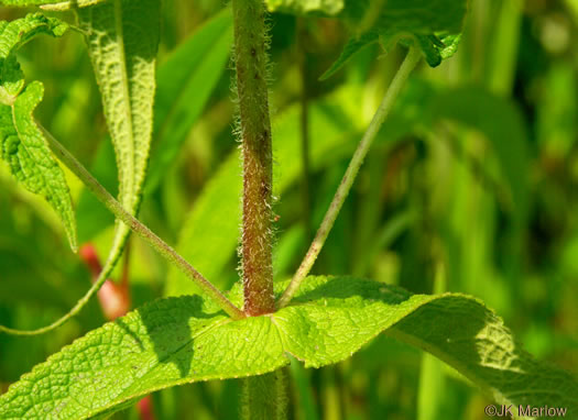 image of Eupatorium perfoliatum, Boneset