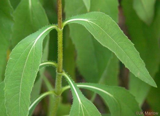 image of Helianthus laetiflorus, Showy Sunflower, cheerful sunflower