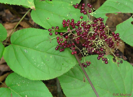 image of Aralia racemosa, Spikenard, Hungry-root