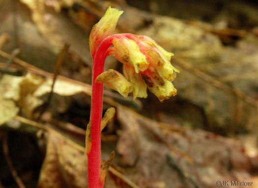 Hypopitys lanuginosa, Appalachian Red Pinesap, Hairy Pinesap