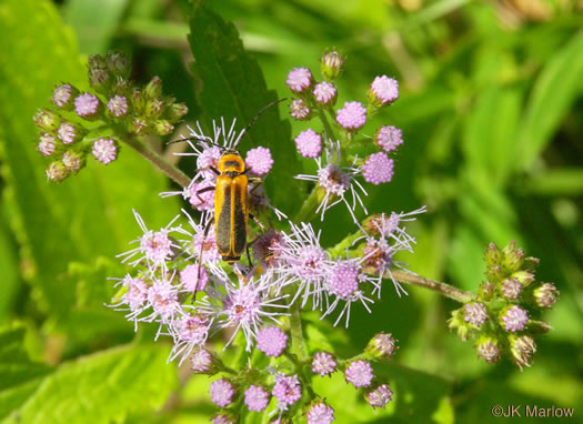 involucral bracts