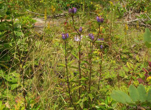 image of Gentiana latidens, Balsam Mountain Gentian