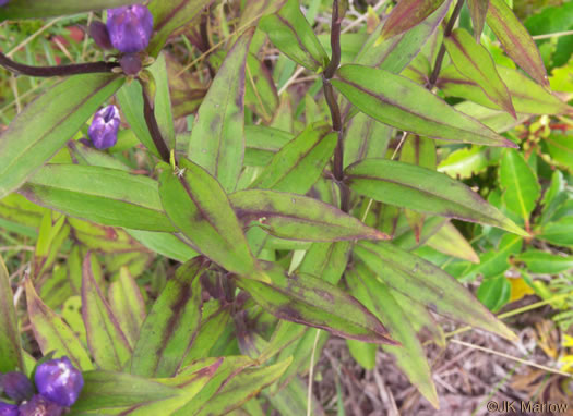 image of Gentiana latidens, Balsam Mountain Gentian