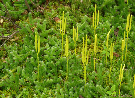 image of Lycopodium clavatum, Staghorn Clubmoss, Running Clubmoss, Ground-pine