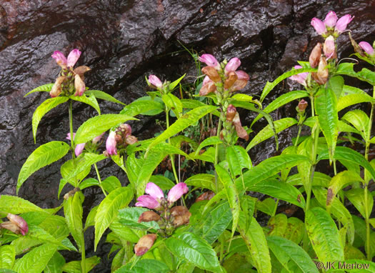 image of Chelone obliqua +, Purple Turtlehead