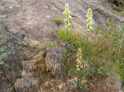 image of Solidago bicolor, Silverrod, White Goldenrod