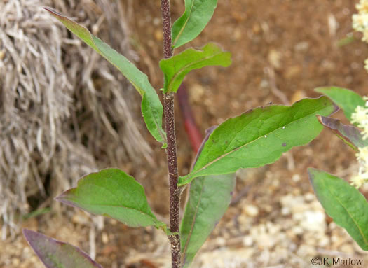 image of Solidago bicolor, Silverrod, White Goldenrod