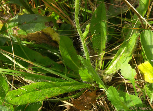 image of Pilosella aurantiaca, Orange Hawkweed, Devil's Paintbrush, Orange King-devil