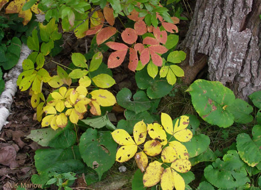 image of Aralia nudicaulis, Wild Sarsaparilla