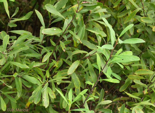 image of Myrica gale, Sweet-gale