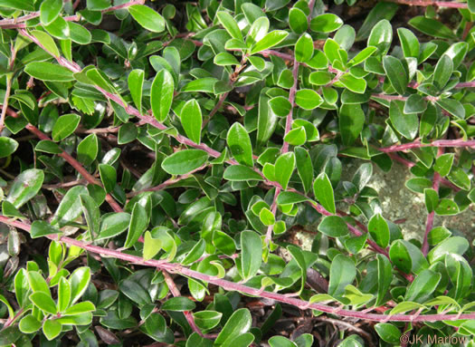 image of Arctostaphylos uva-ursi, Bearberry, Kinnikinick