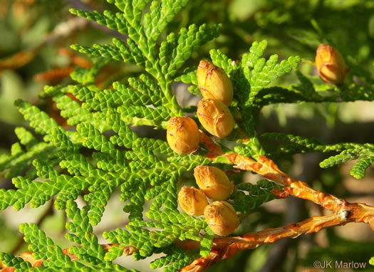 Thuja occidentalis, American Arborvitae, Northern White Cedar, Flat Cedar, Eastern Arborvitae