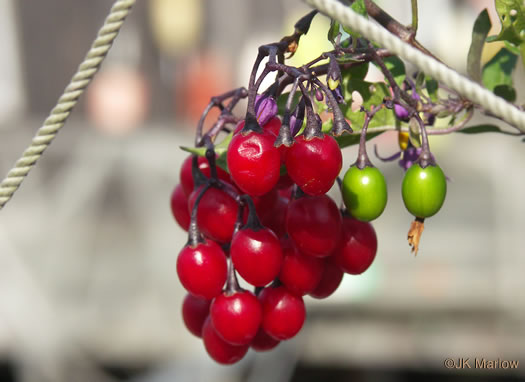 image of Solanum dulcamara, Bittersweet Nightshade, Deadly Nightshade, Climbing Nightshade