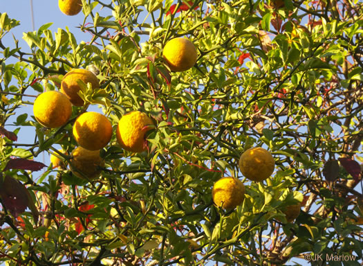 image of Citrus trifoliata, Trifoliate Orange, Hardy Orange