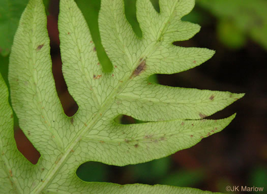 Lorinseria areolata, Netted Chain-fern, Net-veined Chainfern