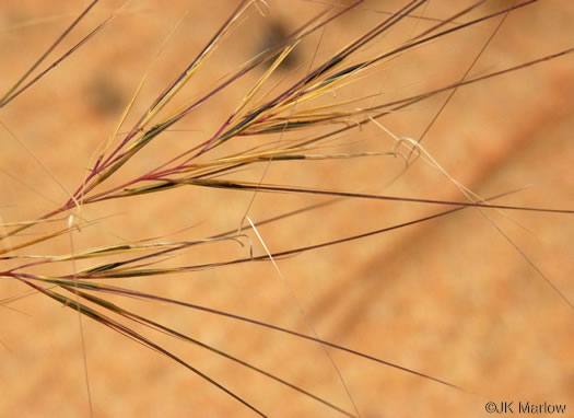 image of Aristida tuberculosa, Seaside Three-awn, Dune Three-awn, Seaside Needlegrass, Sand Three-awn