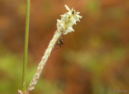 image of Froelichia floridana var. floridana, Florida Cottonseed, Common Cottonweed