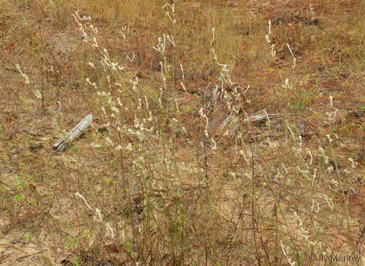 image of Froelichia floridana var. floridana, Florida Cottonseed, Common Cottonweed