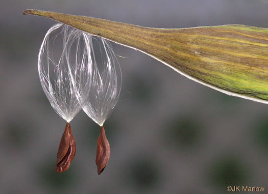 image of Asclepias incarnata var. pulchra, Eastern Swamp Milkweed