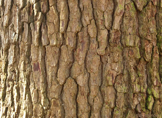 image of Pinus glabra, Spruce Pine, Walter's Pine