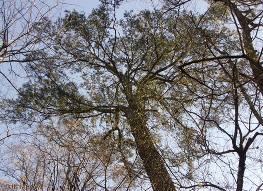 image of Pinus glabra, Spruce Pine, Walter's Pine