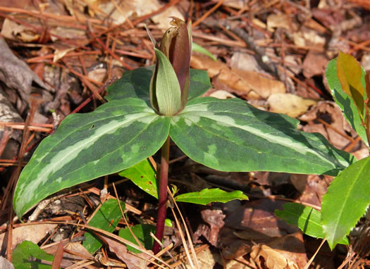 image of Trillium underwoodii, Underwood's Trillium