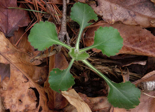 image of Solidago auriculata, Eared Goldenrod