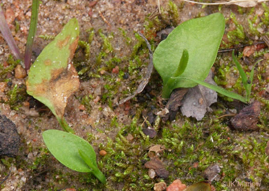 image of Ophioglossum petiolatum, Longstem Adder's-tongue, Stalked Adder's-tongue Fern, Longstem Adder's-tongue