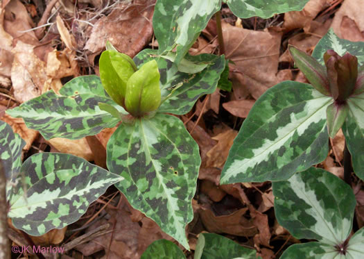 image of Trillium decipiens, Chattahoochee Trillium, Deceptive Trillium